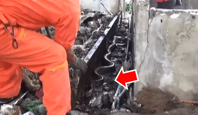 Alza bloque de cemento y en la basura halla enorme serpiente infestada de cucarachas [VIDEO] 
