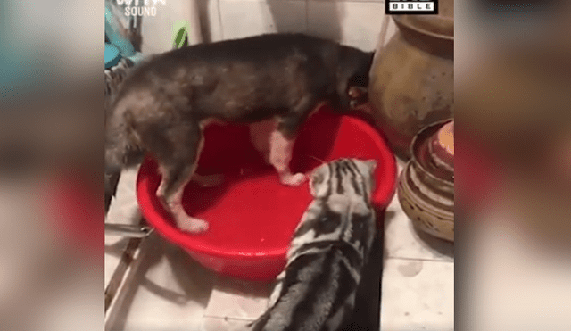 Facebook viral: gato descubre a perro 'malcriado' causar destrozos en su bañera y así lo reprende [VIDEO] 