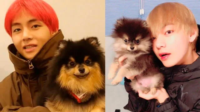 BTS: V suele llamar a su perro  "Yeontan"  con el diminutivo "Tan".