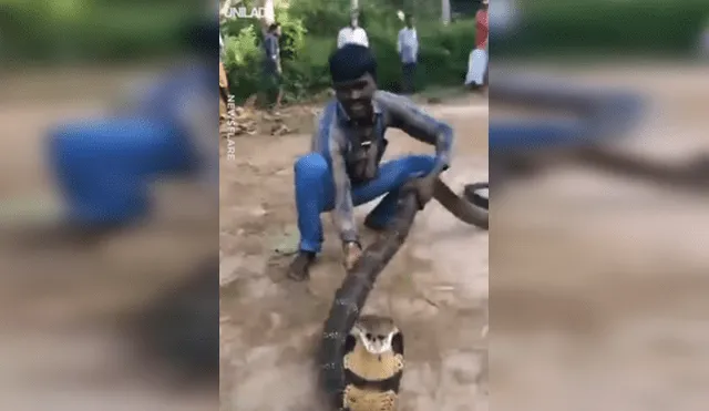Facebook: encantador de serpientes tiene épica batalla con gigantesca cobra que aterrorizaba aldea [VIDEO]