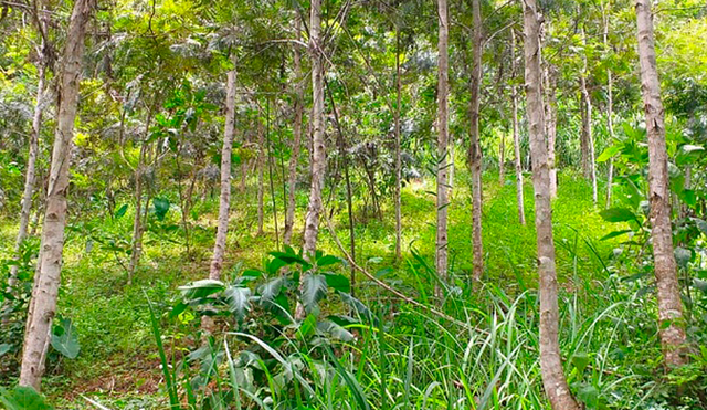 La reforestación se ubica en una de las zonas críticas de la cuenca Catamayo Chira.
