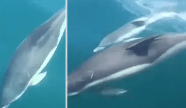 En Facebook se hizo viral el espectáculo que hicieron una mamá delfín con su bebé.