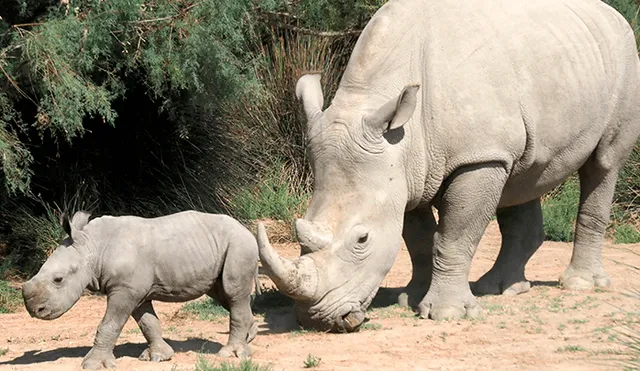 Rinoceronte nació en Zoológico de Miami por inseminación artificial