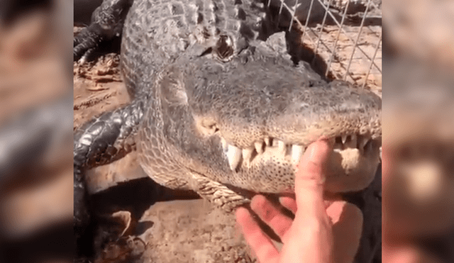 Facebook viral: hombre reconoce a su cocodrilo, ingresa a jaula y arriesga su vida al acariciarlo [VIDEO]