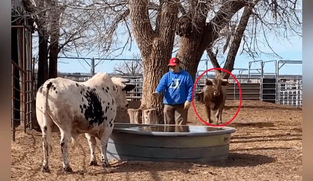 Facebook viral: hombre le da la espalda a furioso toro, sin imaginar la brutal reacción del bovino [VIDEO] 