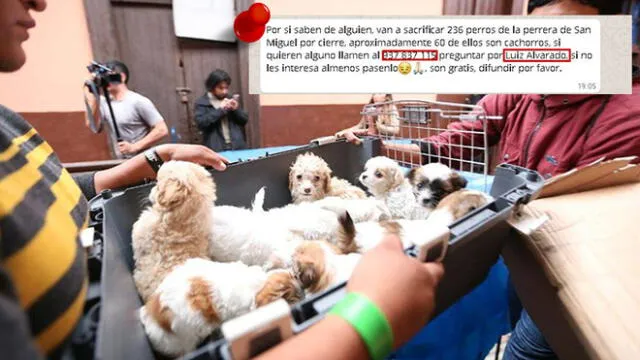 Facebook: denuncian estafa de joven por supuesto sacrificio de perros en San Miguel