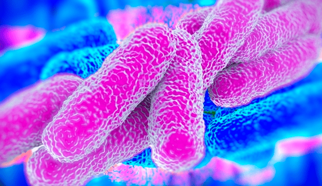 Bacteria KPC: qué es y cómo evitar el contagio