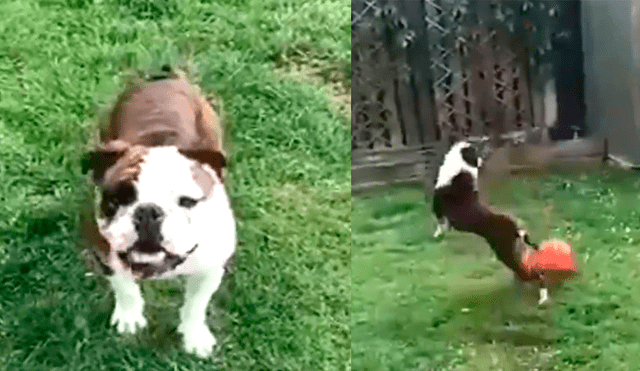 Perro demuestra su talento en el fútbol con sorprendentes “regates” y se vuelve viral [VIDEO]