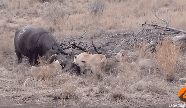 Enorme hipopótamo se enfrenta a voraces leones por su ‘presa’ y todo acaba de forma inesperada [VIDEO] 