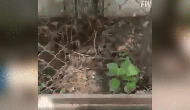 YouTube: perros hallaronn extraño roedor escondido y su reacción es viral [VIDEO]