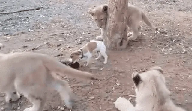 YouTube viral: filman a perro defendiendo su comida de tres pequeños leones [VIDEO]