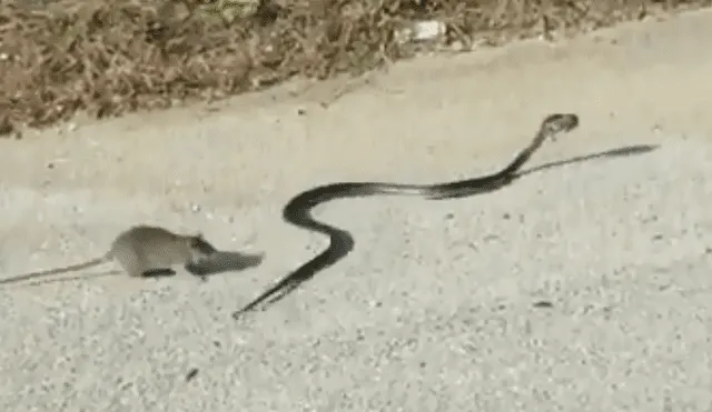 En Facebook: Rata defiende a su cría que está siendo devorada por serpiente [VIDEO]