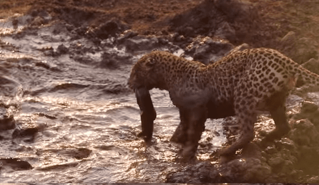 Hambriento leopardo se acerca a charco de peces y sucede algo desgarrador [VIDEO]