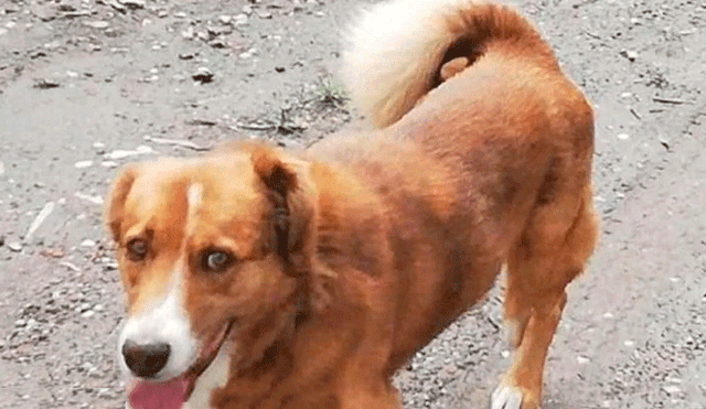 Mujer cortó los genitales de un perro mestizo por aparearse con su mascota de raza [FOTO] 