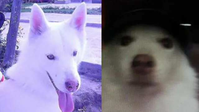 Facebook: ofrecen pasaje a Rusia a quien encuentre a perro extraviado en Chiclayo