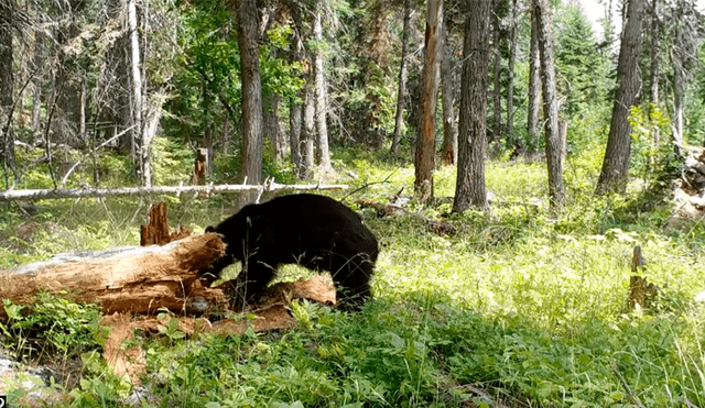 Un video viral de Facebook registró el instante en que un enorme oso derribó con su cuerpo a un poderoso árbol por el alimento que había en su interior.