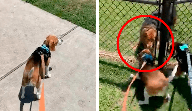 Desliza las imágenes hacia la izquierda para apreciar la conmovedora escena entre dos perros durante la cuarentena.