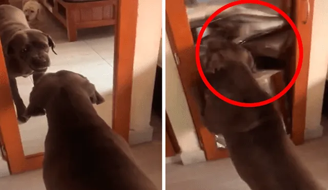 Desliza las imágenes hacia la izquierda para apreciar la travesura que realizó un perro al verse en un espejo.