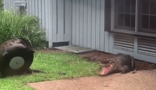 A través de Facebook se hizo viral el momento en que un cocodrilo aparece en un jardín.