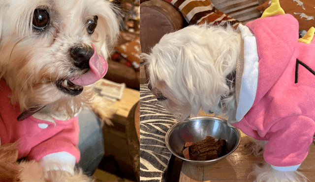 Lleva a su perro con cáncer terminal a comer su 'última’ cena y restaurante tiene emotivo gesto [FOTOS]