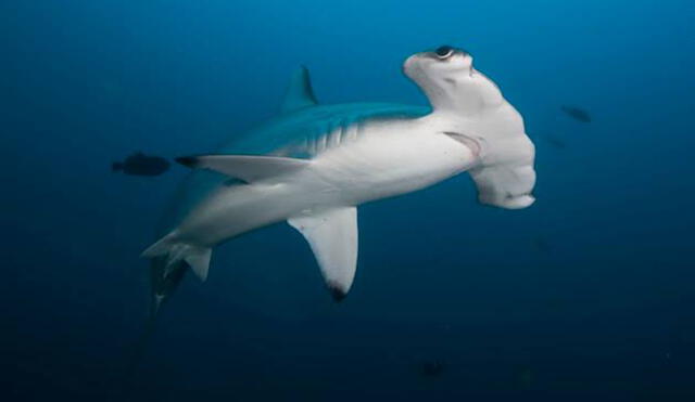 Produce establece límite de captura de tiburón martillo 