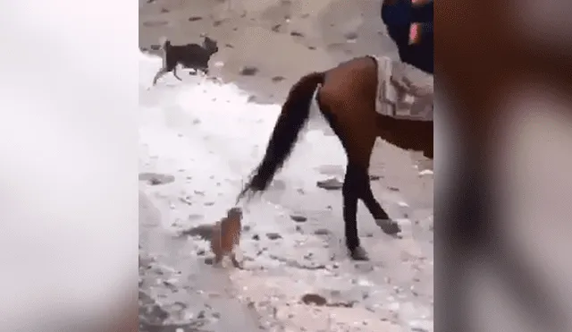 El felino se trepó a la cola del caballo y sufrió las duras consecuencias de su atrevida acción. Foto: captura.