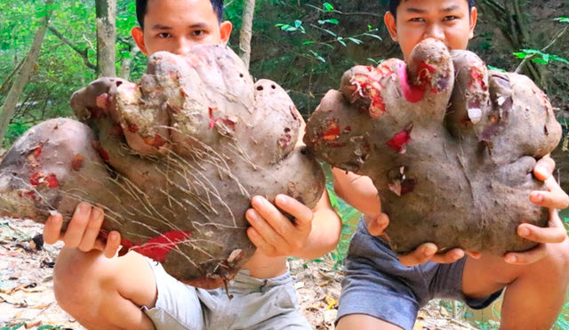 YouTube viral: encuentran extraña papá gigante, la cocinan y realizan exquisito platillo