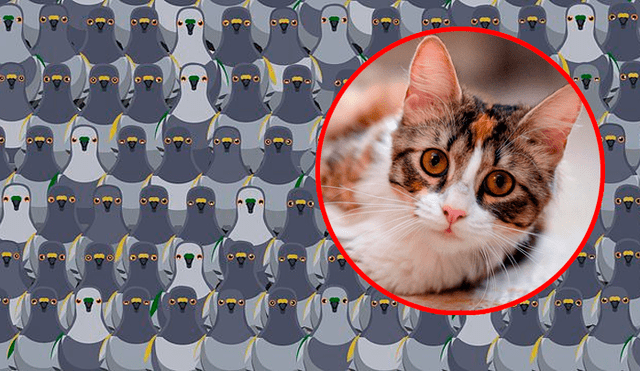 ¿Podrás hallar el gato en tan solo 18 segundos? Foto: captura