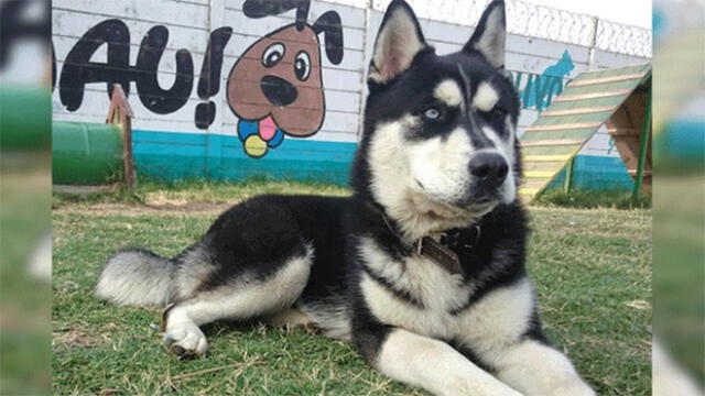 Aparece mascota reportada como desaparecida hace 10 días en Los Olivos