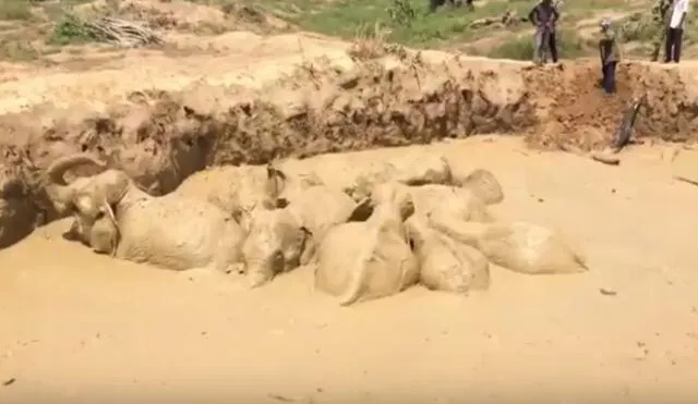 En YouTube elefantes a punto de morir son rescatados de un hoyo lleno de lodo [VIDEO]