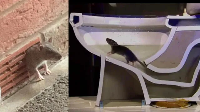 Las ratas pueden trepar por las tuberías de los inodoros y salir a la superficie para entrar en los hogares.