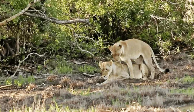 Video es viral en Facebook. La inusual conducta de estas leonas sorprendió al turista, quien no dudó en compartir las imágenes en redes sociales. Foto: Captura