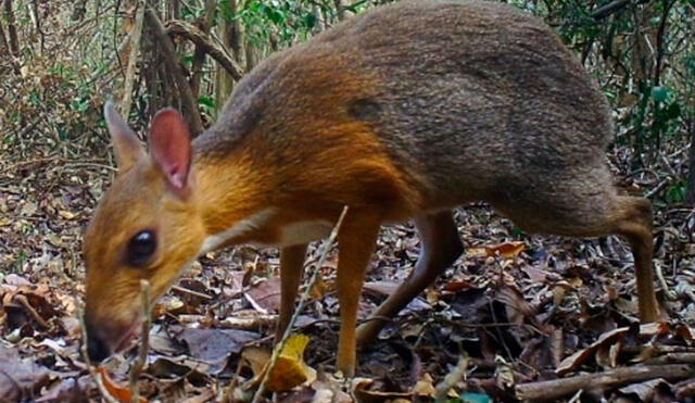 Los científicos no habían tenido información del ciervo ratón desde hace 25 años. Foto: AFP/Nature.