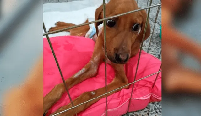 Facebook viral: encuentra perro moribundo en la calle, lo adopta y luego de algunos meses luce así