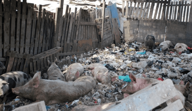 Criaderos informales de cerdos son un peligro para la salud pública. Foto: El reportero vecinal