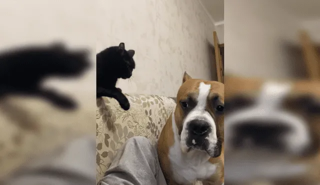 Desliza las imágenes para ver más sobre la furiosa reacción de este felino. (Foto: captura)