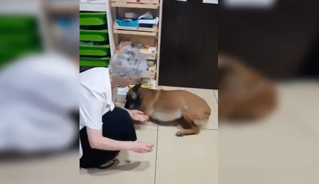 Un perro de la calle protagonizó un conmovedor video viral de Facebook, tras la tierna reacción que tuvo con una farmacéutica, quien le curó una de sus patas heridas