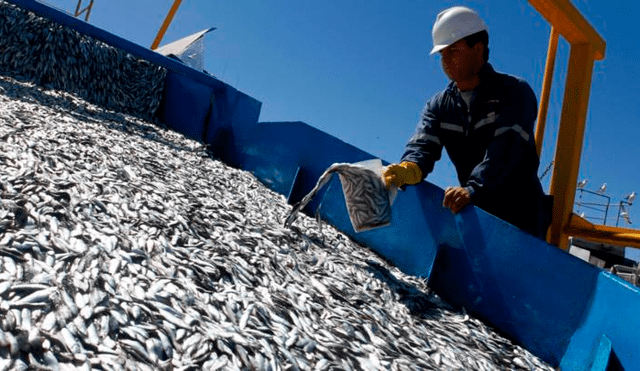 FAO: Capturas de pescado en el mar disminuirían en el 2050