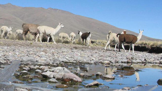 Arequipa: 600 cabezas de ganado mueren por las bajas temperaturas en Caylloma