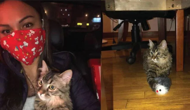 El gato cusqueño ya se encuentra en Lima. Foto: Instagram/Catfetín Café Café