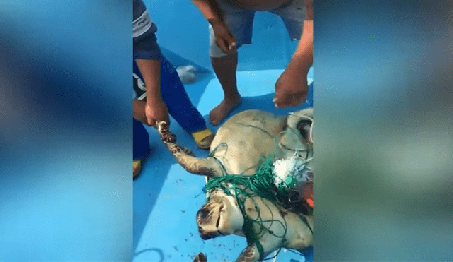 Un video viral muestra cómo un grupo de pescadores rescatan a un tortuga al borde de la muerte.