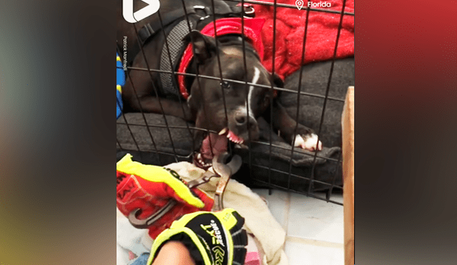 Facebook viral: bombero salva la vida de perro travieso que quedó con la mandíbula atorada a su jaula