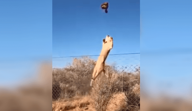 El felino se ayudó de las rejas para dar un salto de más de dos metros de alto. Foto: captura