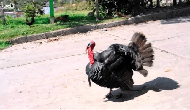 Pavo furioso por Acción de Gracias ataca a los repartidores cuando se acercan a su casa [VIDEO]