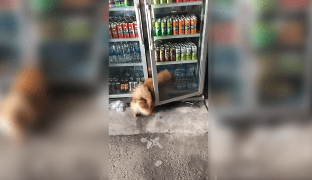 Video es viral en YouTube. El perro llamó la atención del dueño de la tienda, quien lo siguió y  notó que solo quería refrescarse. Foto: Captura.