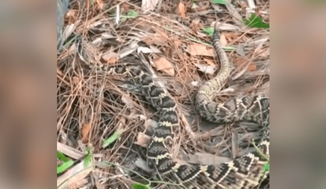 El joven no imaginó que la serpiente intentaría atacarlo por invadir su hábitat. Foto: captura