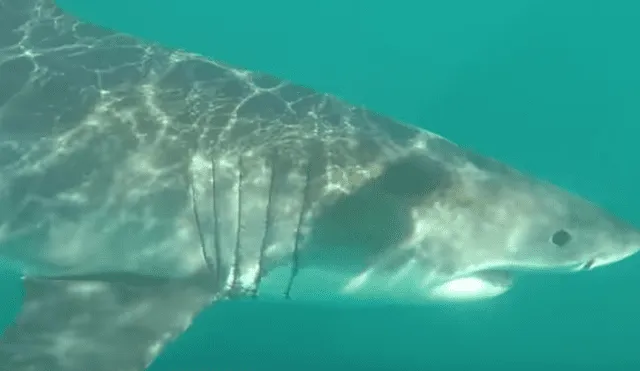 Desliza hacia la izquierda para ver el encuentro de los turistas con  enormes tiburones blancos. Video es viral en Facebook.
