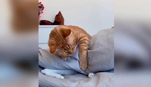 Desliza las imágenes para apreciar la divertida acción de un gato a encontrar a su ‘amigo’ que se escondió en la cama de su dueña. Foto: captura de TikTok