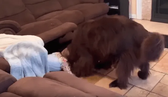 Video es viral en Facebook. Mamá de la niña grabó a su hija con su mascota jugando las escandidas y la hazaña del can ha sorprendido a más de uno
