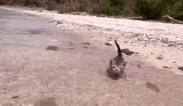 Facebook: Joven enseña a su gato a nadar utilizando un sensacional truco para que no le tema al agua [VIDEO]